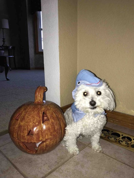 Entry image for Cookie. Clicking this image will show a larger photo