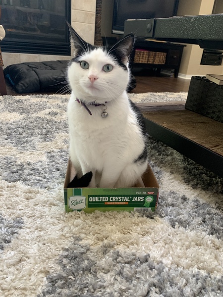 Entry image for Dotty. Clicking this image will show a larger photo