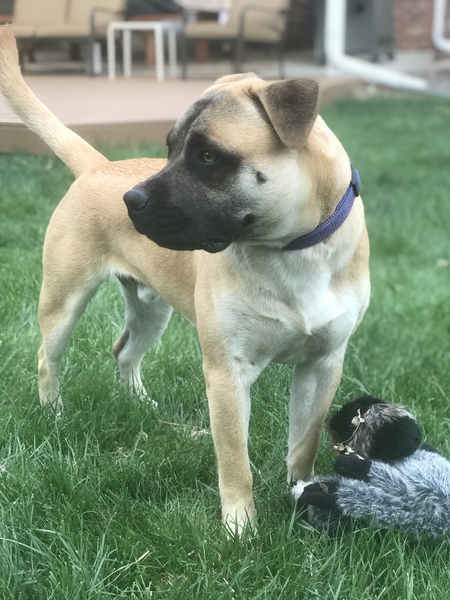 Entry image for Dante. Clicking this image will show a larger photo