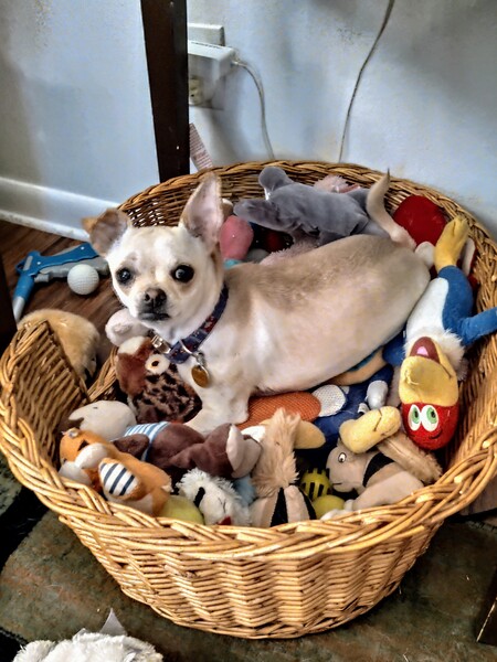 Entry image for Isabel . Clicking this image will show a larger photo