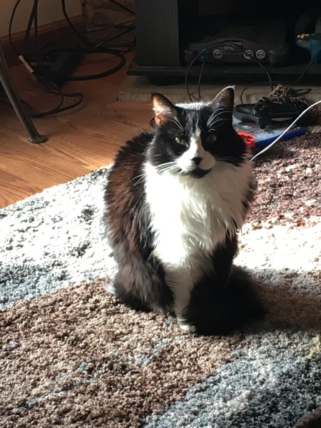 Entry image for Iggy . Clicking this image will show a larger photo