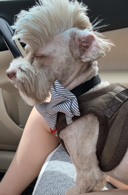 Entry image for Sir Ariat . Clicking this image will show a larger photo