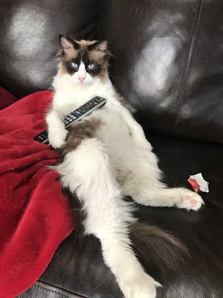 Entry image for Otis. Clicking this image will show a larger photo