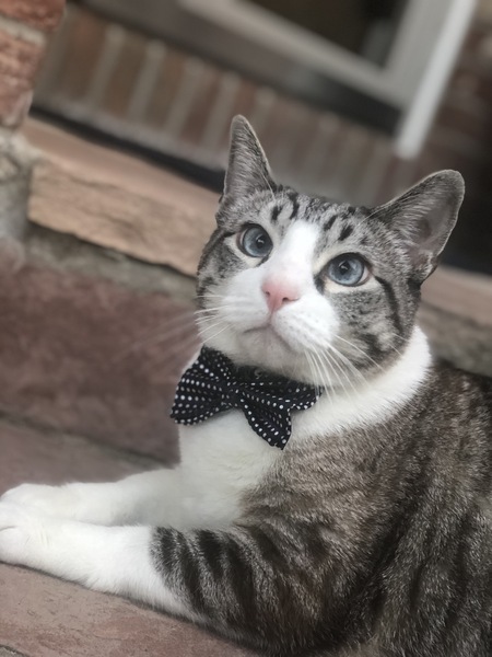 Entry image for Jasper Finn. Clicking this image will show a larger photo