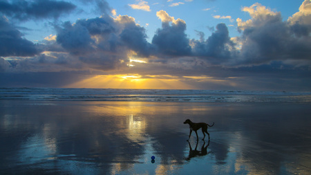 Entry image for Ginger. Clicking this image will show a larger photo