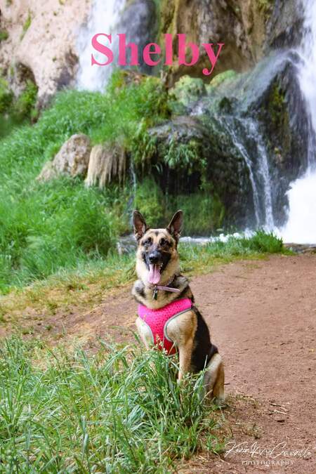 Entry image for Shelby . Clicking this image will show a larger photo