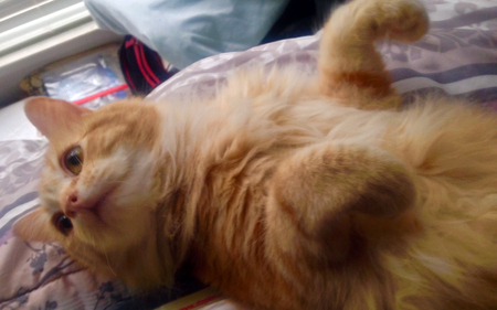 Entry image for Rafa. Clicking this image will show a larger photo