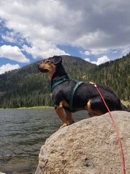 Entry image for Beau. Clicking this image will show a larger photo