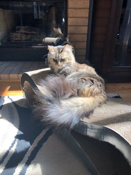 Entry image for Romeo. Clicking this image will show a larger photo