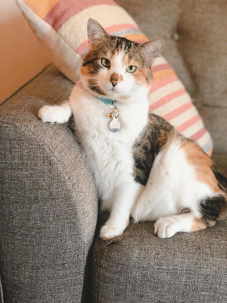 Entry image for Mabel . Clicking this image will show a larger photo