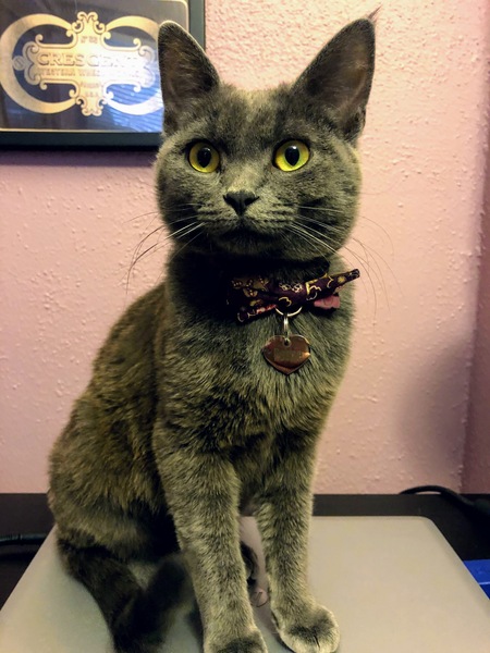 Entry image for Pebble. Clicking this image will show a larger photo