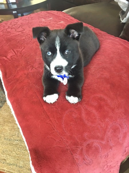 Entry image for Missy. Clicking this image will show a larger photo