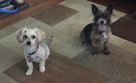 Entry image for Oden and Prada. Clicking this image will show a larger photo