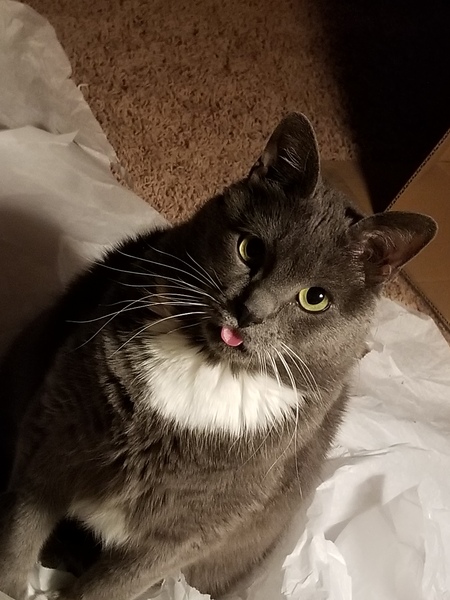 Entry image for Oscar. Clicking this image will show a larger photo