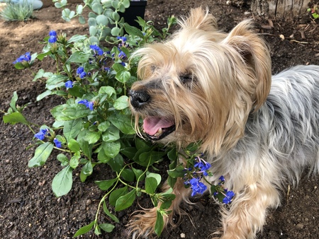 Entry image for Roxy Lynn Gilley . Clicking this image will show a larger photo