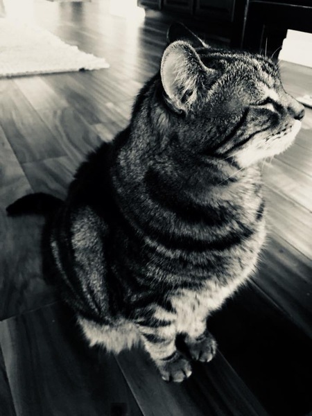 Entry image for Boo. Clicking this image will show a larger photo