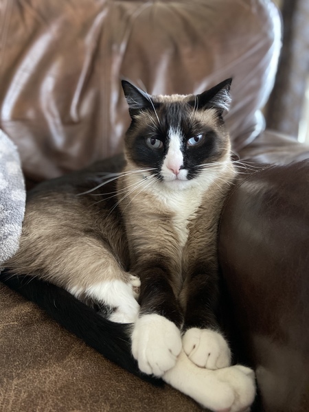 Entry image for Nico. Clicking this image will show a larger photo