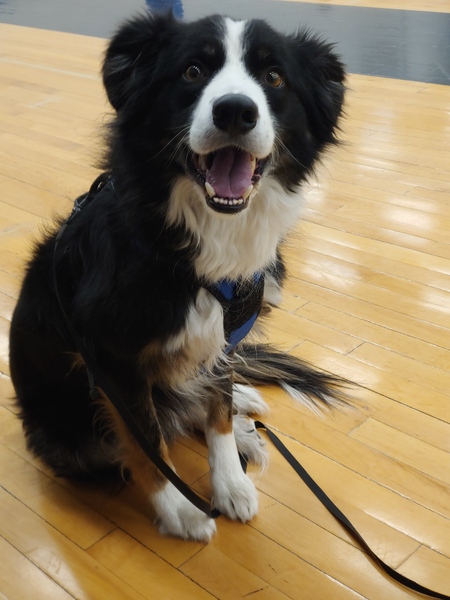 Entry image for Jasper. Clicking this image will show a larger photo