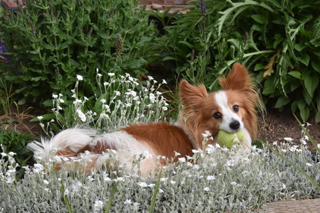 Entry image for Tucker. Clicking this image will show a larger photo