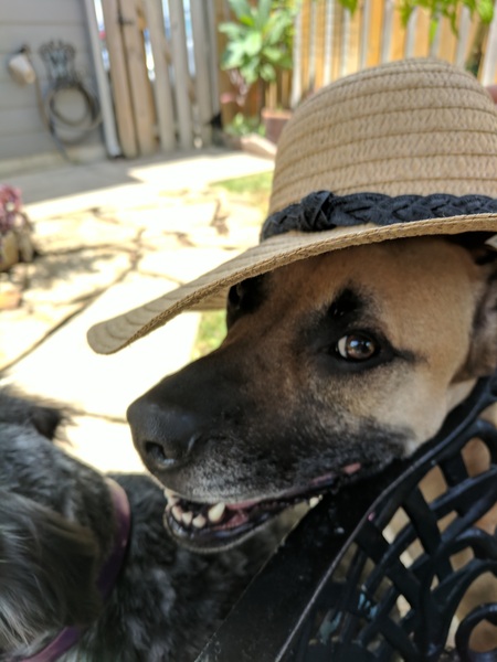 Entry image for Sunny. Clicking this image will show a larger photo