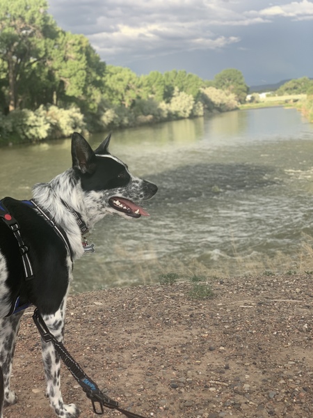 Entry image for Cooper. Clicking this image will show a larger photo