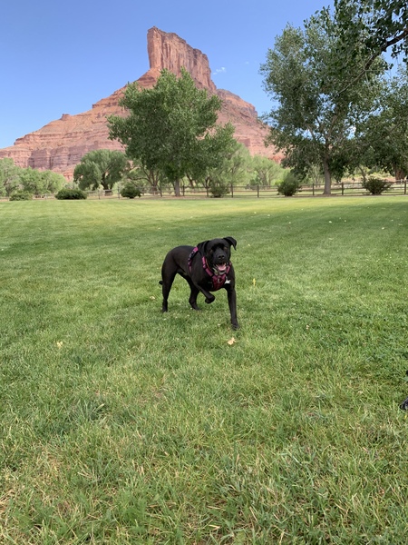 Entry image for Lou Lou. Clicking this image will show a larger photo