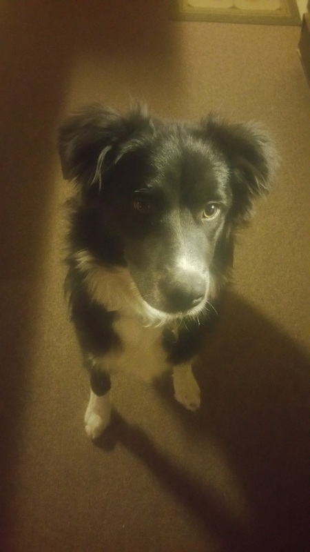 Entry image for Ivy. Clicking this image will show a larger photo