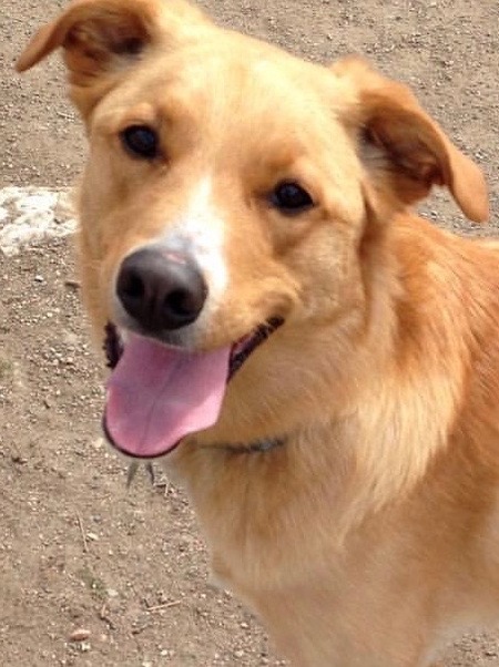 Entry image for Champ. Clicking this image will show a larger photo