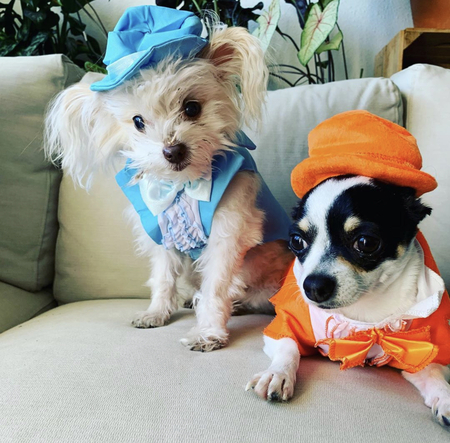 Entry image for Sir and Philly. Clicking this image will show a larger photo