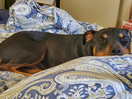 Entry image for Bear. Clicking this image will show a larger photo