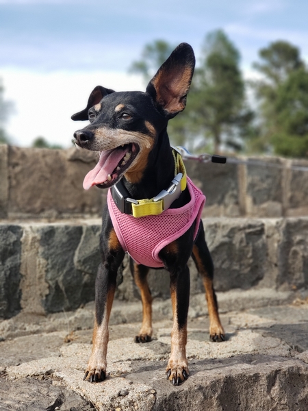 Entry image for Bella. Clicking this image will show a larger photo