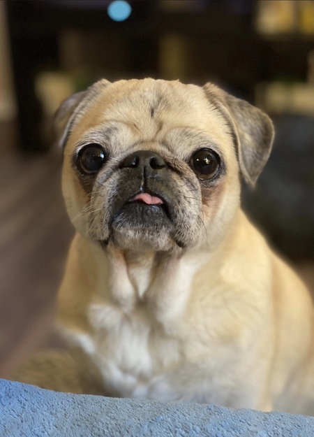 Entry image for Gracie. Clicking this image will show a larger photo