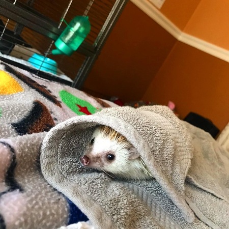 Entry image for Ozzy. Clicking this image will show a larger photo