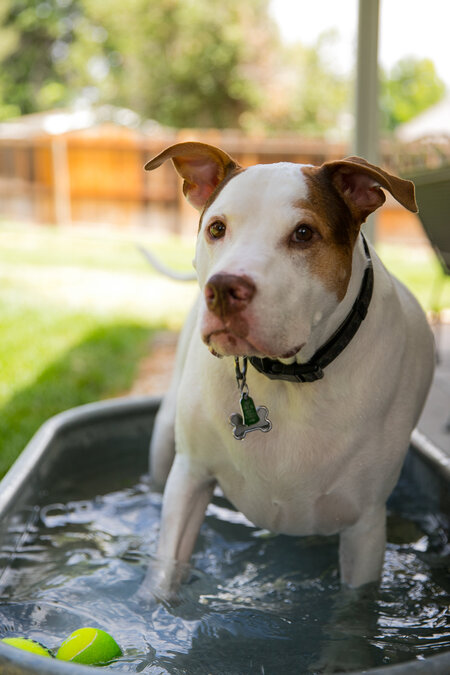 Entry image for Jax. Clicking this image will show a larger photo