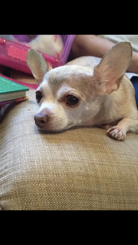 Entry image for Peanut. Clicking this image will show a larger photo