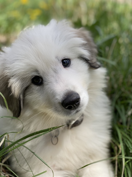 Entry image for Fezzik. Clicking this image will show a larger photo