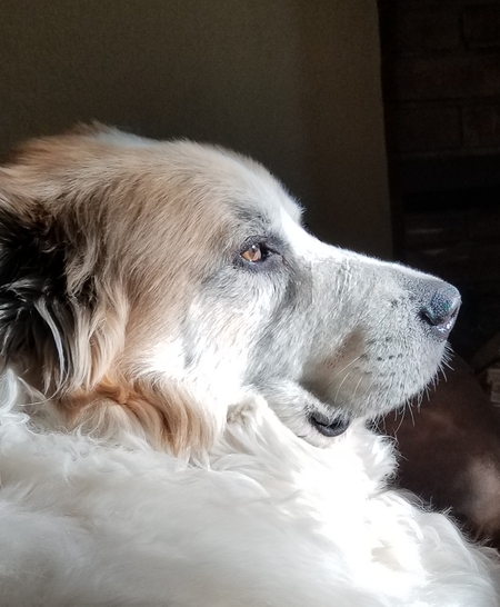 Entry image for Bogart. Clicking this image will show a larger photo