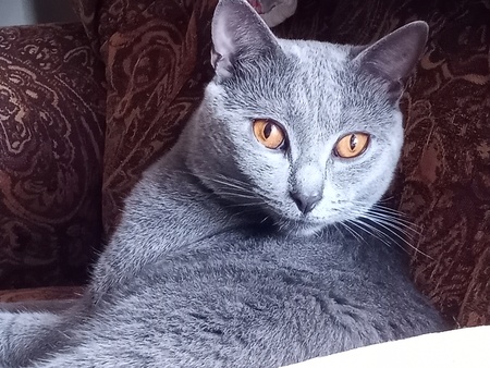 Entry image for Patron. Clicking this image will show a larger photo