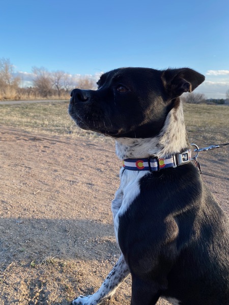 Entry image for Fitz. Clicking this image will show a larger photo