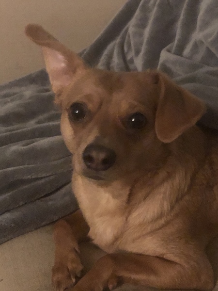 Entry image for Finley. Clicking this image will show a larger photo