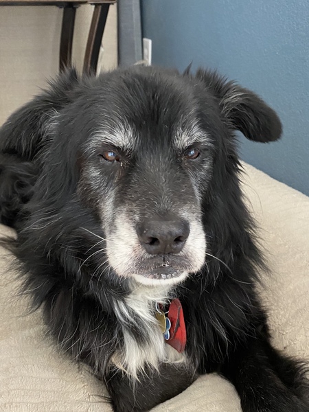 Entry image for Riley . Clicking this image will show a larger photo