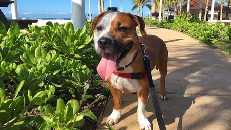 Entry image for Chief Koko. Clicking this image will show a larger photo