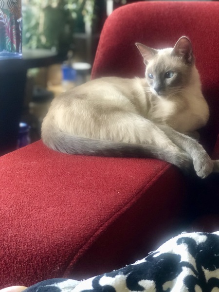 Entry image for Tyomi. Clicking this image will show a larger photo