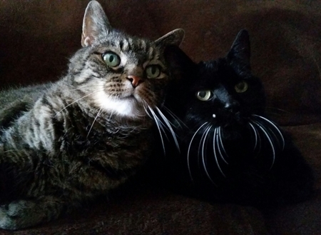 Entry image for Joey & Jazmine. Clicking this image will show a larger photo