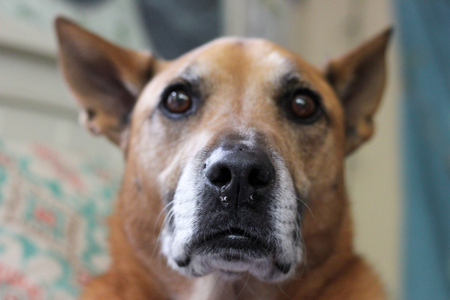 Entry image for Nemo. Clicking this image will show a larger photo