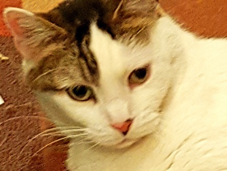 Entry image for Oliver. Clicking this image will show a larger photo