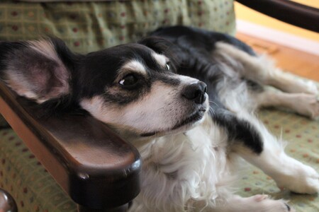 Entry image for Tater. Clicking this image will show a larger photo