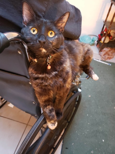 Entry image for Cricket. Clicking this image will show a larger photo