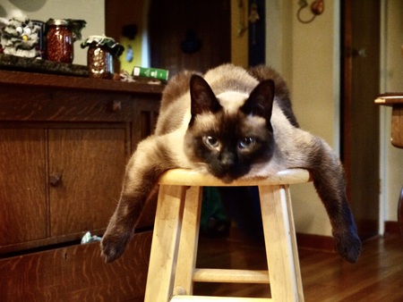 Entry image for Paithoon. Clicking this image will show a larger photo