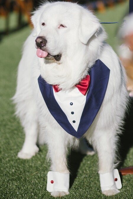 Entry image for Andre. Clicking this image will show a larger photo